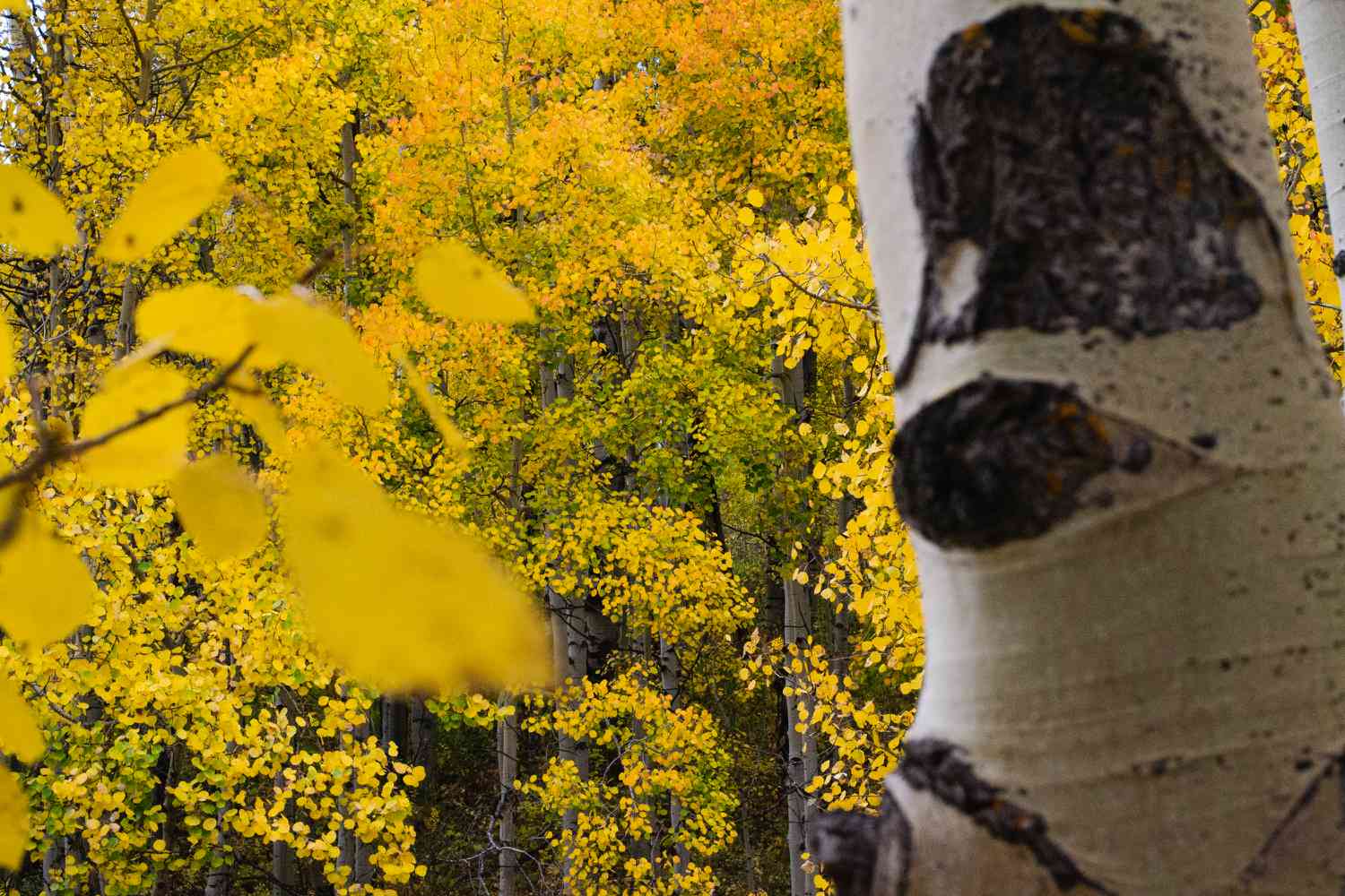 Tremble tremble avec écorce d'arbre blanc devant des trembles à feuilles jaunes