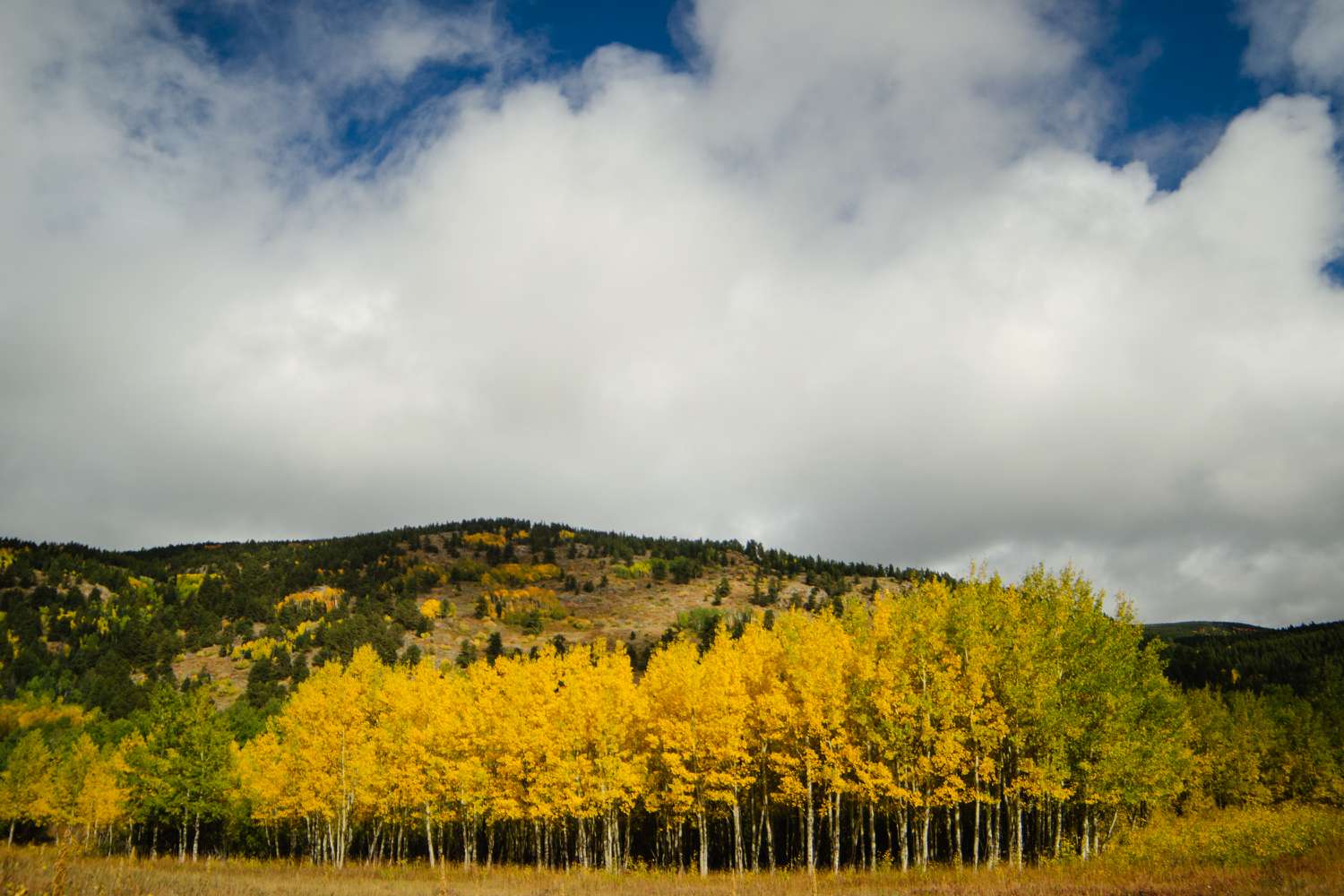 Trembles trembles aux feuilles jaune d'or et vertes devant la montagne