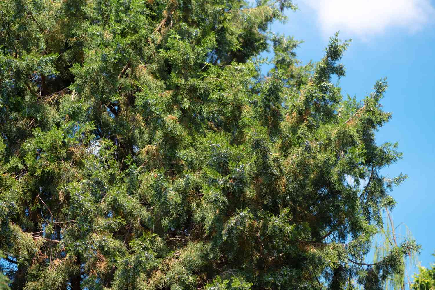 Genévrier chinois avec des branches densément couvertes de feuilles en forme d'aiguilles