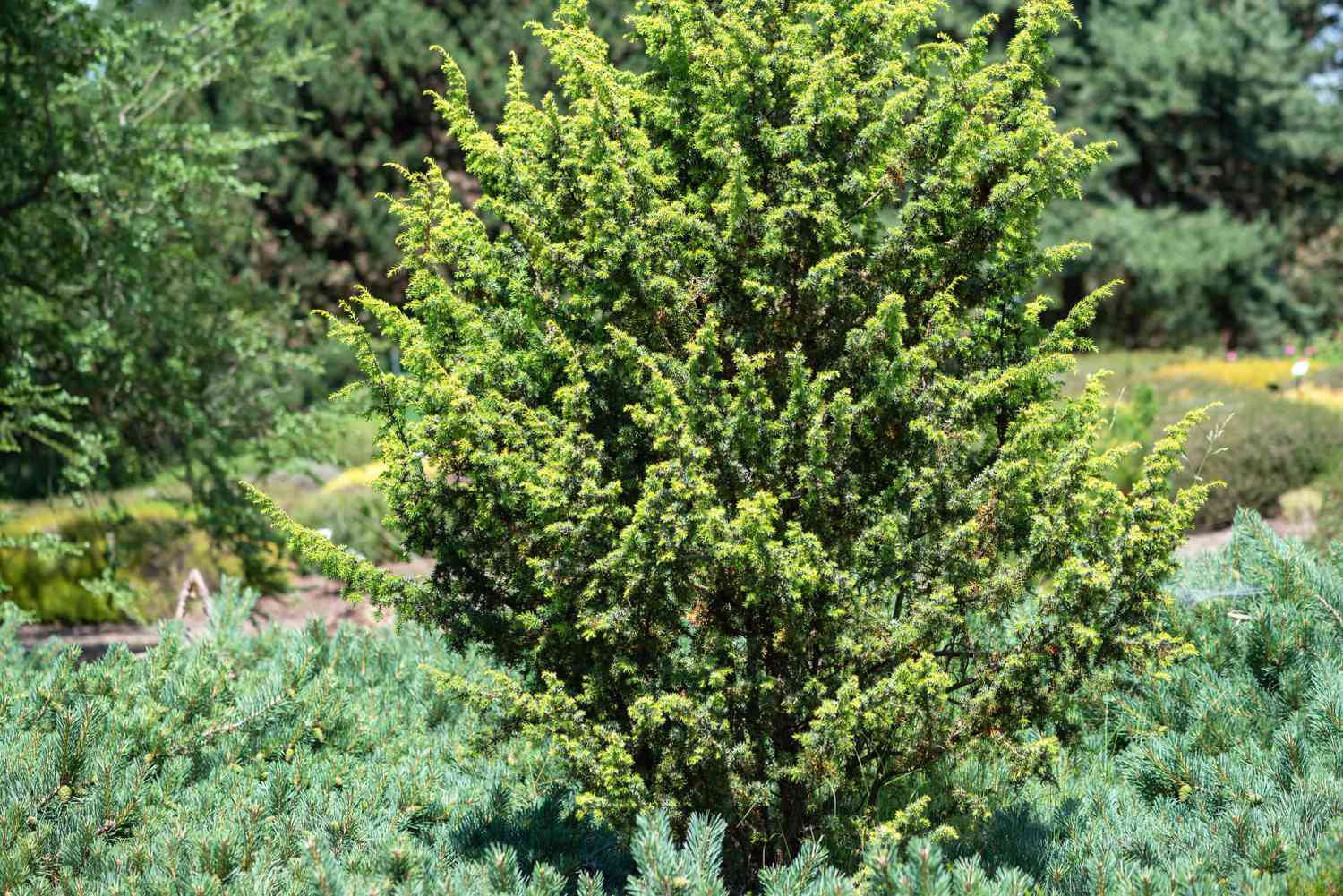 Genévrier commun aux branches dressées couvertes de feuilles en forme d'aiguilles