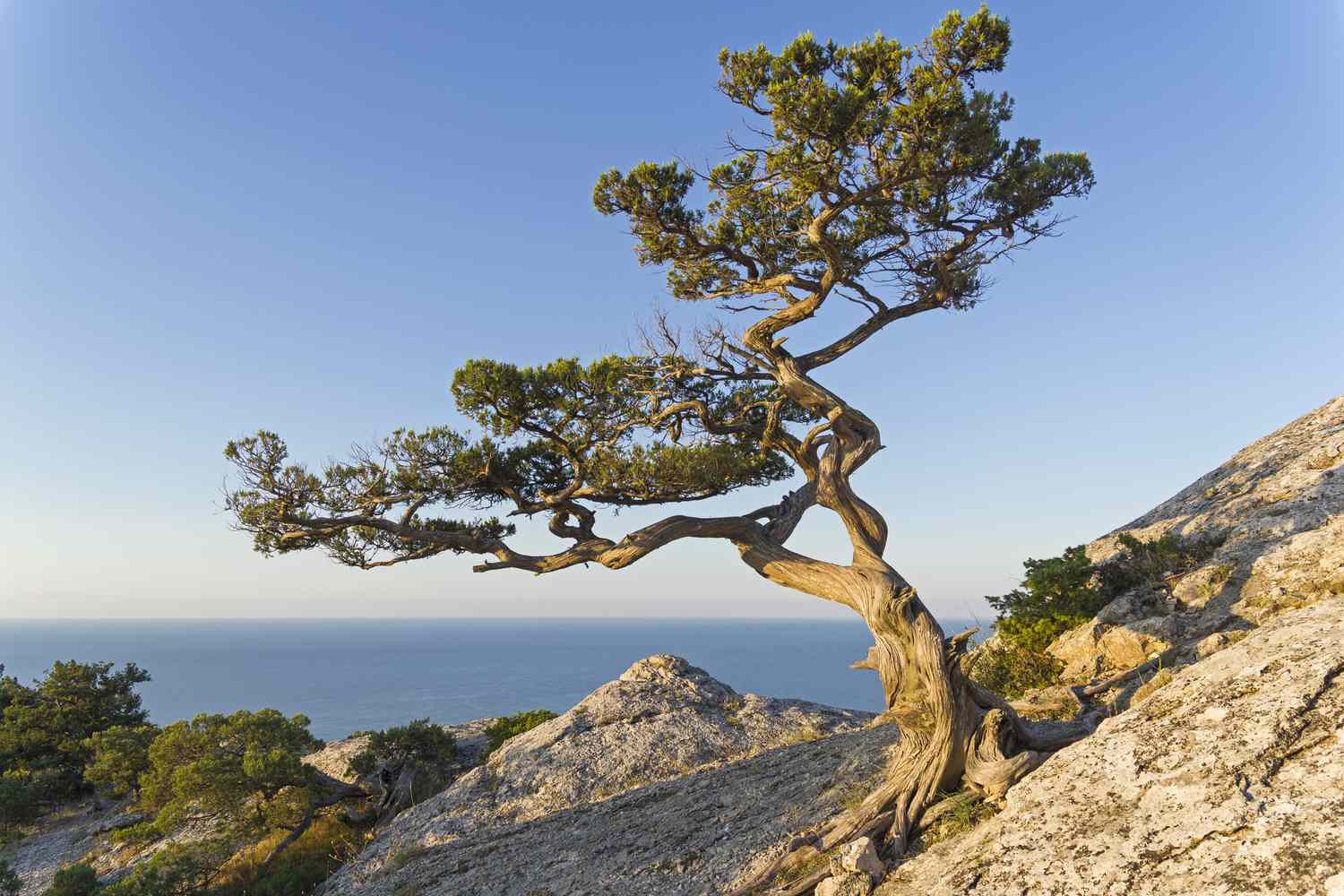 Genévrier grec