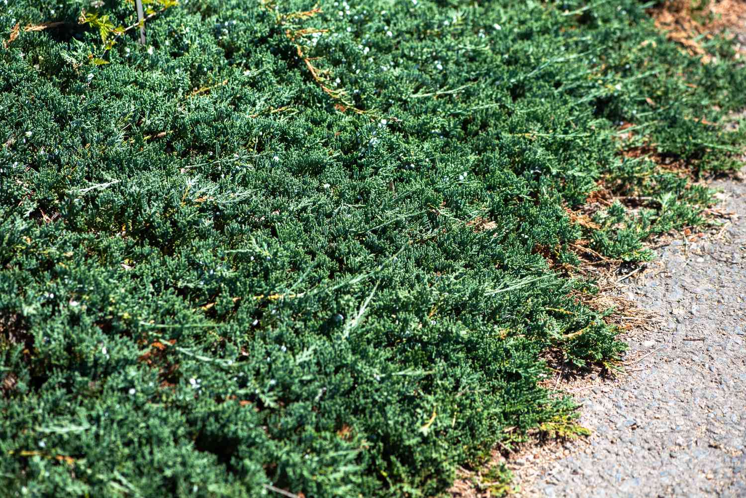 Genévrier rampant comme couvre-sol avec des feuilles en forme d'aiguilles rampantes près du chemin de gravier