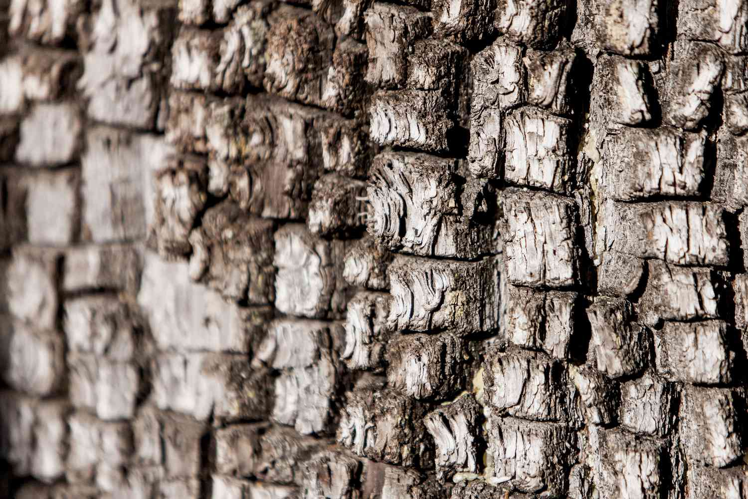 Types d'arbres de genévrier: comment trouver le meilleur